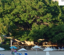 Marvel Tree Beach Hotel